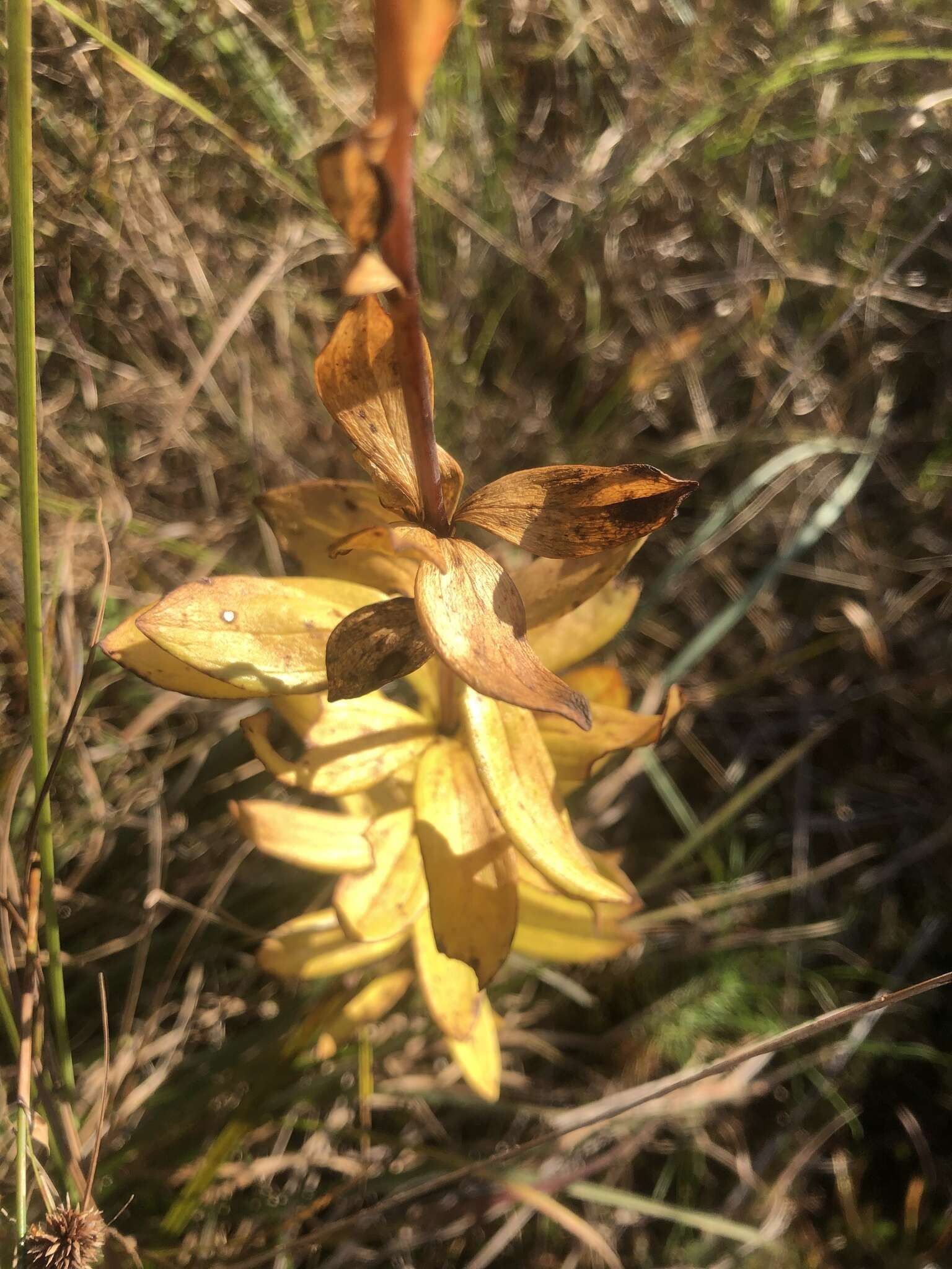 Image of Sandhills Lily