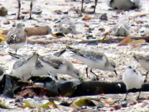 Image of Calidris alba alba (Pallas 1764)