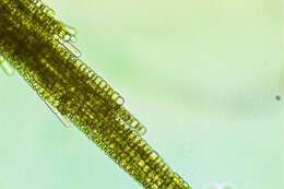 Image of Aphanizomenon flos-aquae