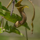 Image of Aristolochia pringlei Rose