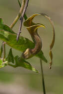 صورة Aristolochia pringlei Rose