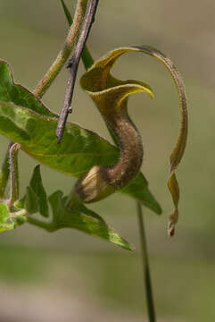 Image of Aristolochia pringlei Rose