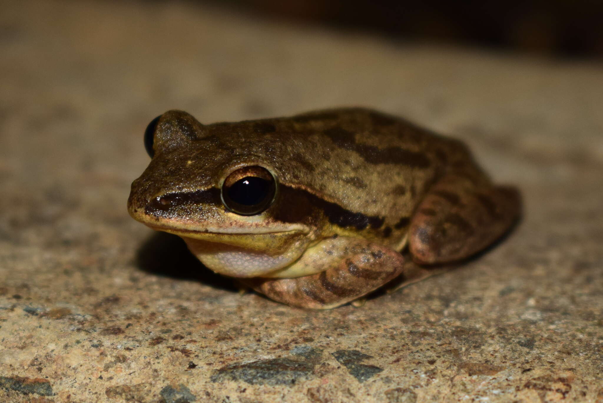 Image of Himalayan Tree Frog