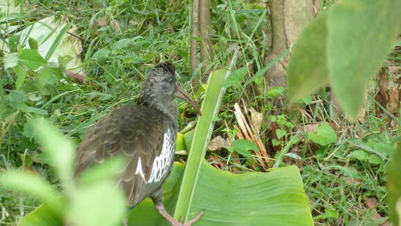 Image of Wattled Ibis