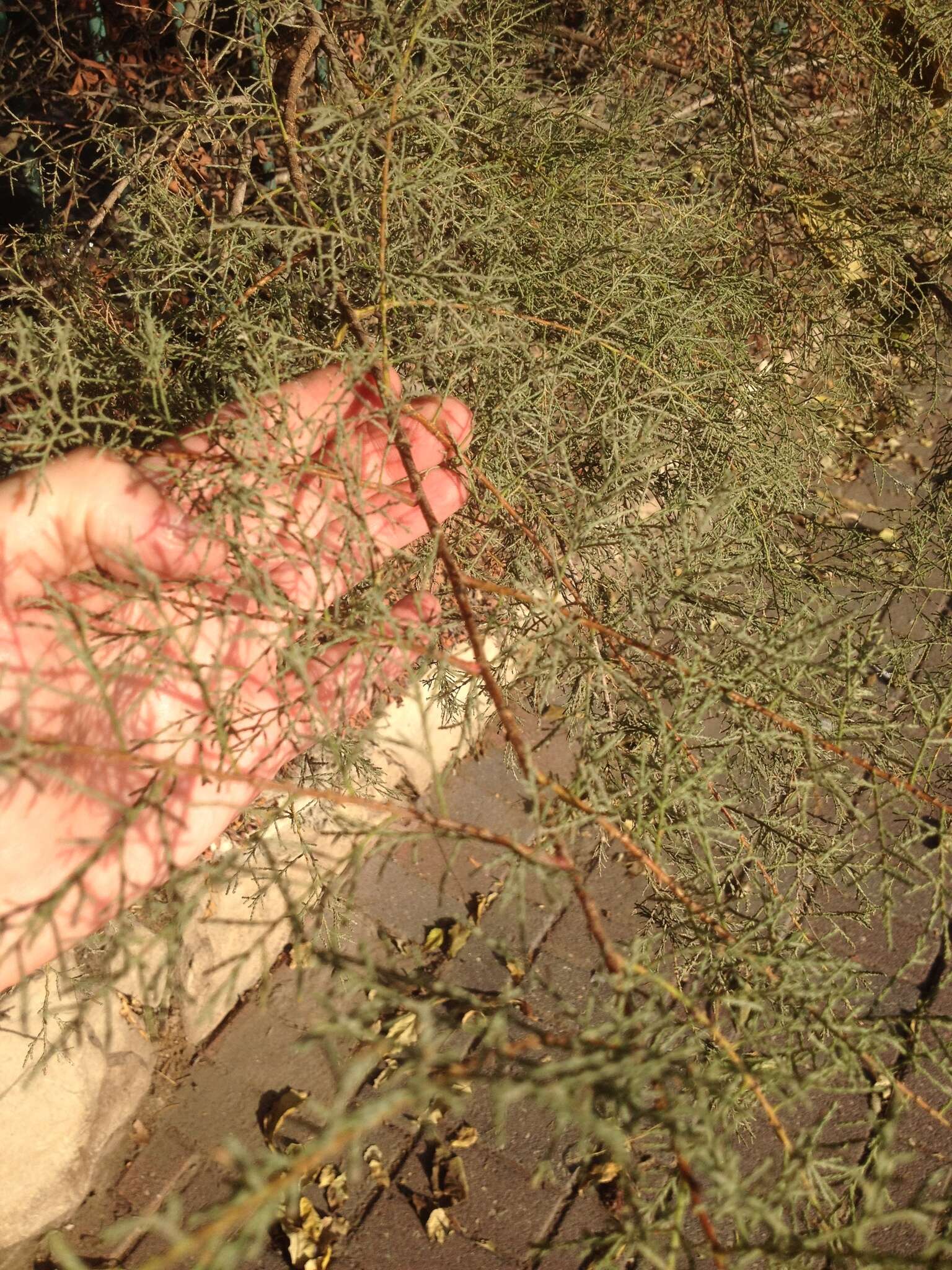 Image of Nile tamarisk