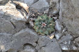 Image of Mammillaria melanocentra subsp. melanocentra