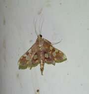 Chalcidoptera emissalis Walker (1866) resmi