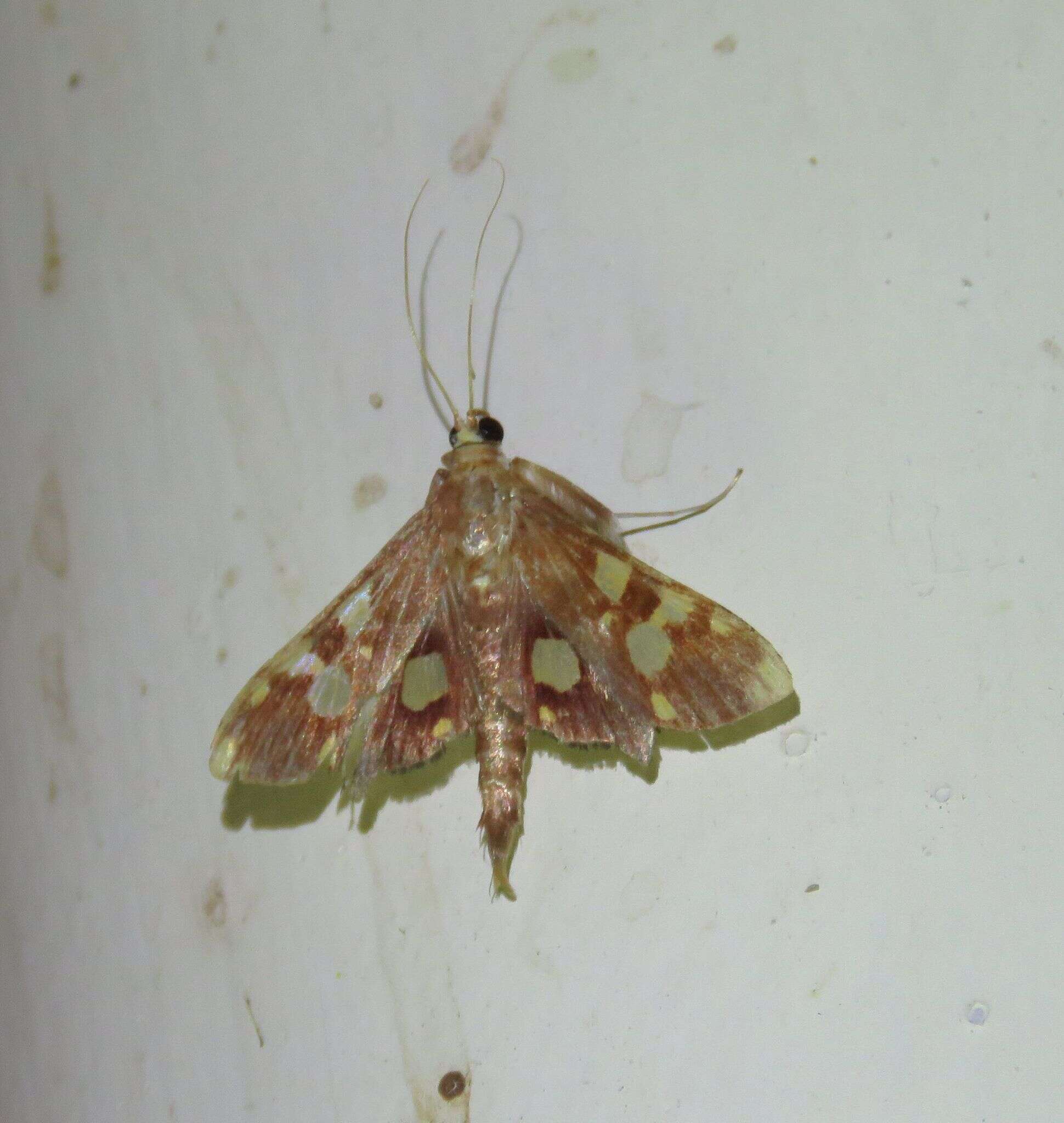 Chalcidoptera emissalis Walker (1866) resmi