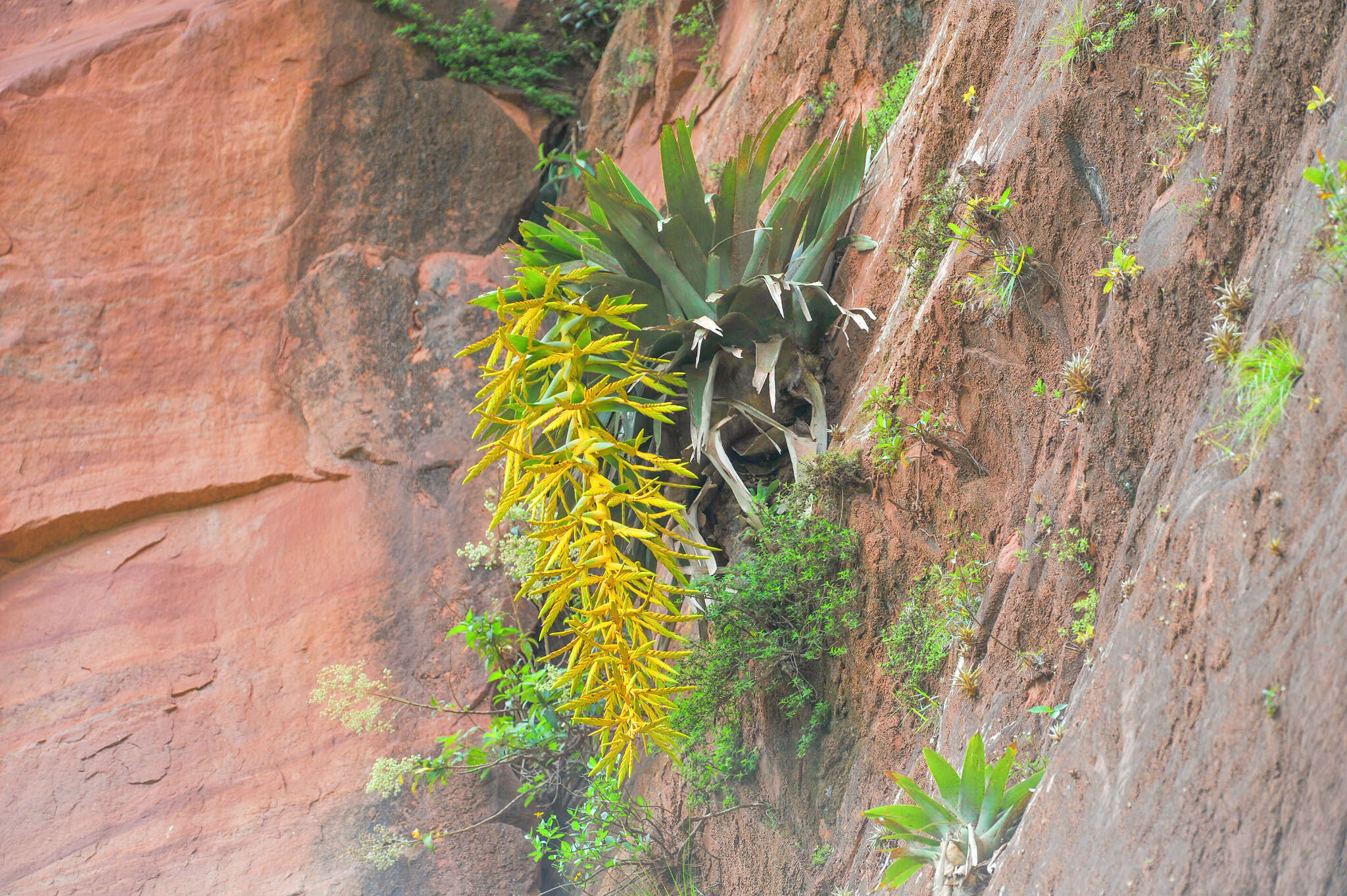 Imagem de Tillandsia samaipatensis W. Till