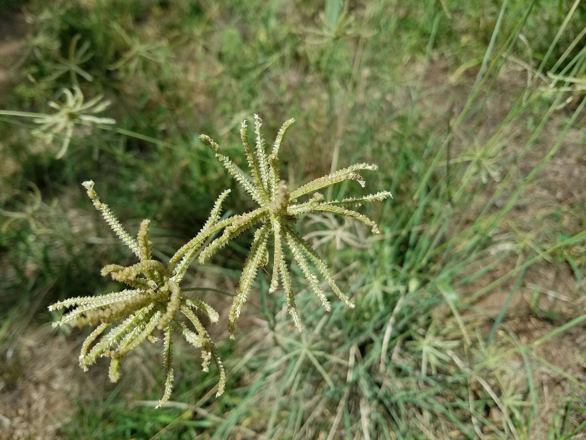 Image de Chloris cucullata Bisch.