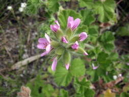 Image of rose scented geranium