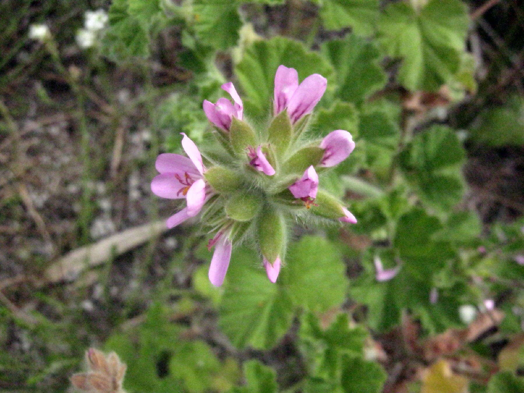 Image of rose scented geranium