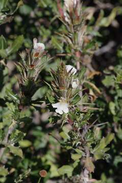 Imagem de Blepharis capensis (L. fil.) Pers.