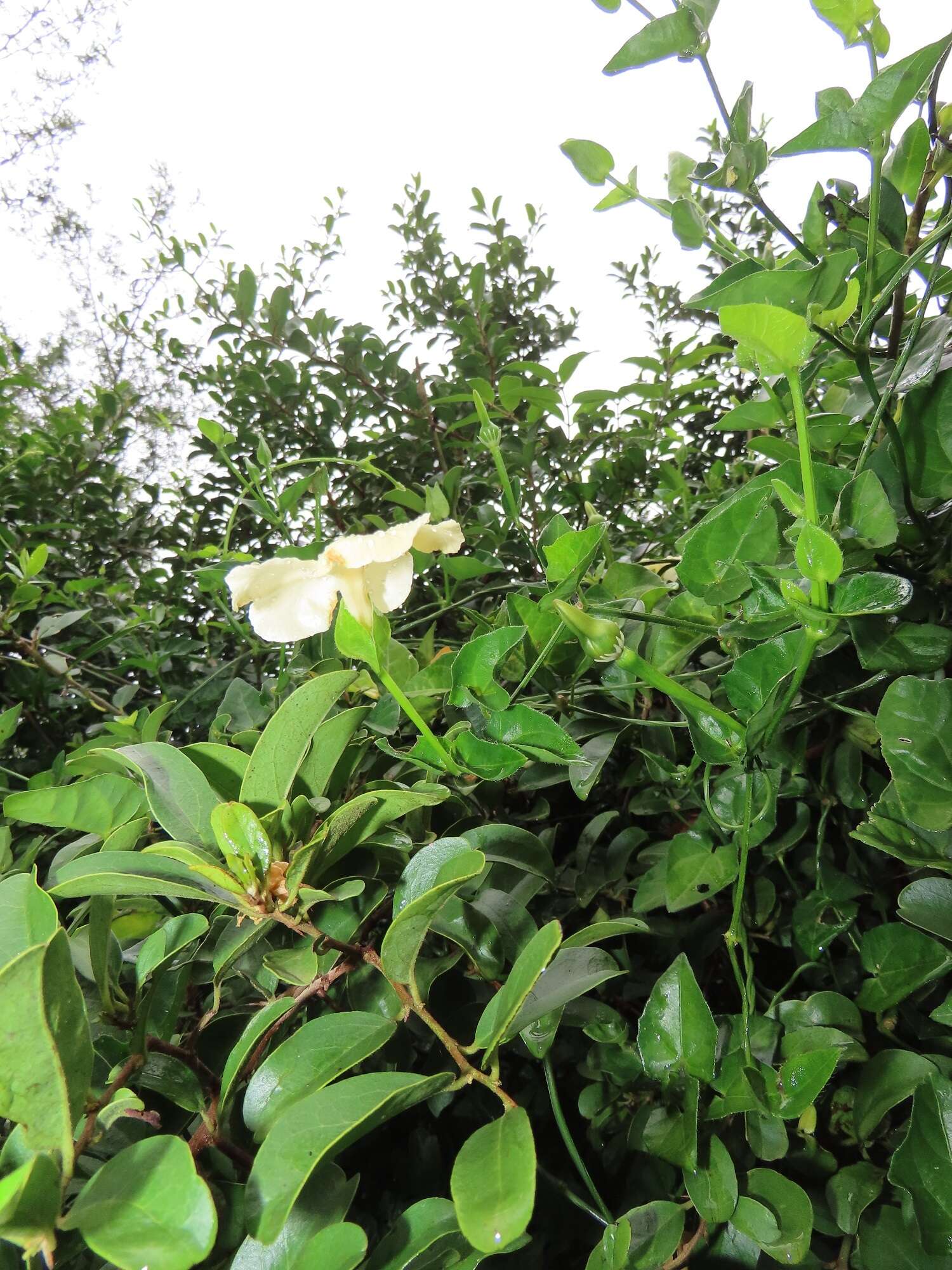 Image of Thunbergia dregeana Nees