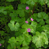 Image of shining geranium