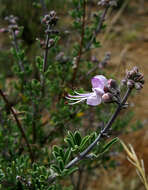 Imagem de Ocimum burchellianum Benth.