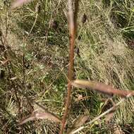 Image of Centaurea nemoralis Jord.