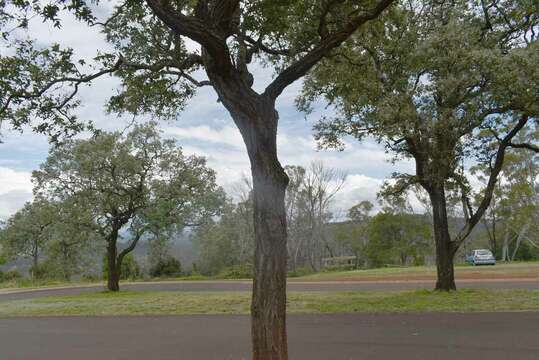 Imagem de Eucalyptus melanophloia subsp. melanophloia