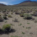 Image of Nevada sanddune beardtongue