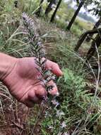 Image of Liatris hesperelegans G. L. Nesom