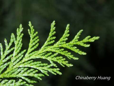 Image of Formosan Cypress