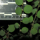 Image of <i>Phyllanthus mocinianus</i> Baill.