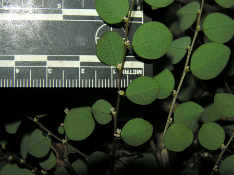 Image of <i>Phyllanthus mocinianus</i> Baill.