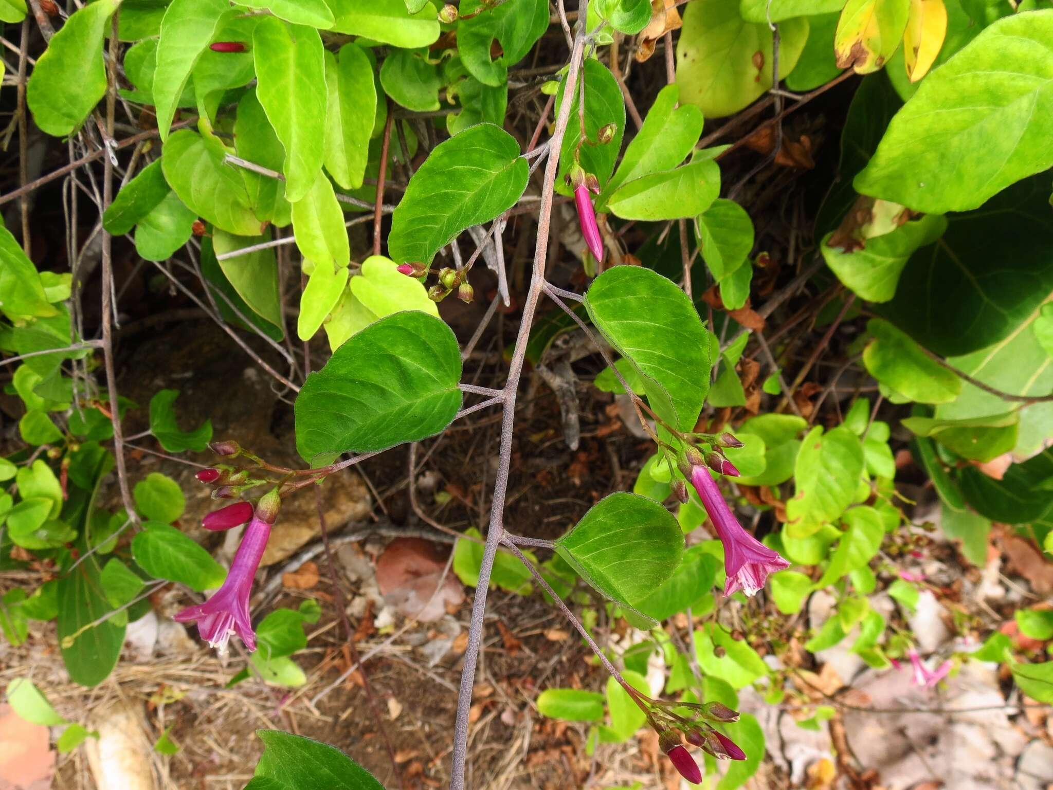 Sivun Jacquemontia solanifolia (L.) Hall. fil. kuva