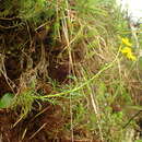 Jacobaea abrotanifolia (L.) Moench resmi