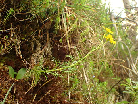 Image de Jacobaea abrotanifolia (L.) Moench