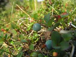 Image of Vaccinium uliginosum subsp. vulcanorum (Kom.) Alsos & Elven