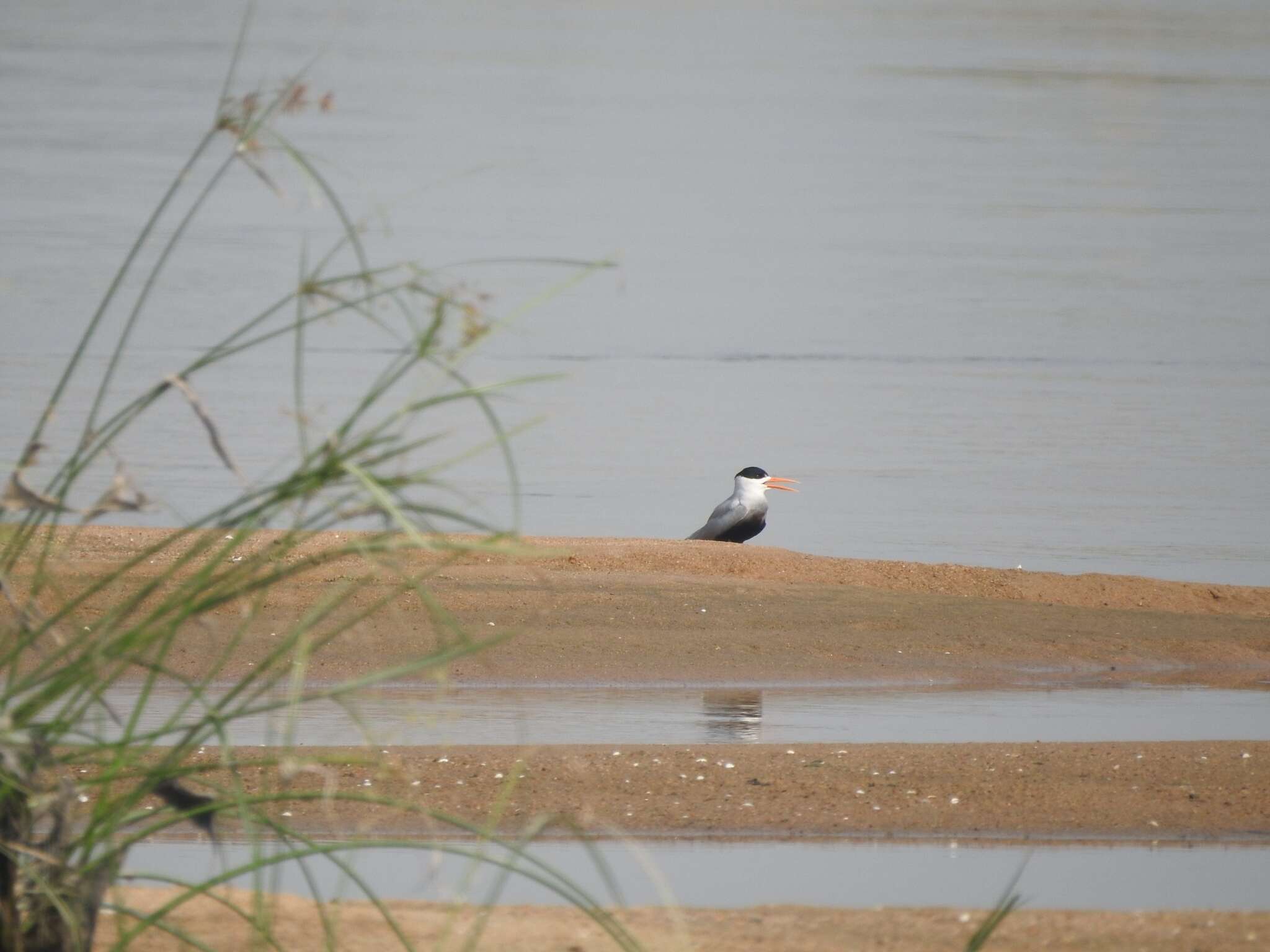 Image of Black-bellied Tern