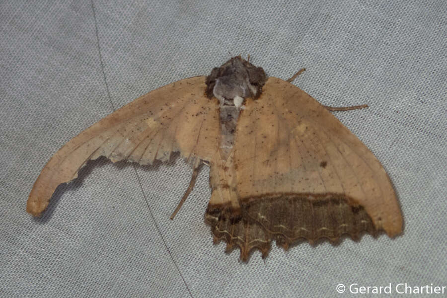 Sivun Pterocyclophora ridleyi Hampson 1913 kuva