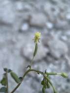 Image of Chylismia scapoidea Nutt. ex Torr. & Gray