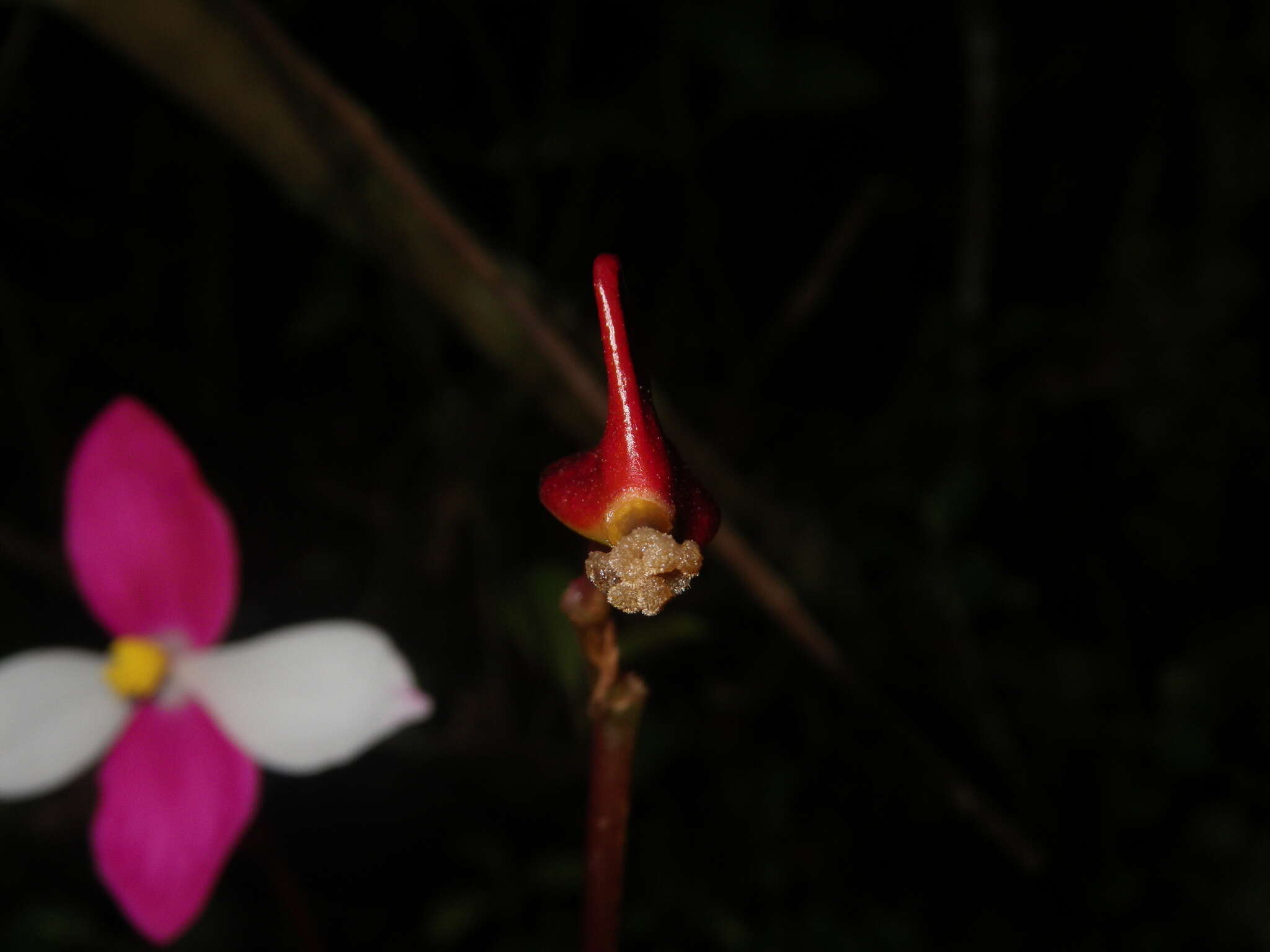 Image of Begonia betsimisaraka Humbert