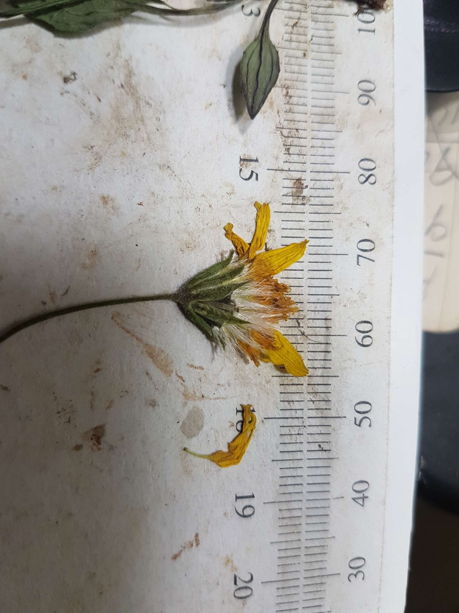 Image of longleaf arnica