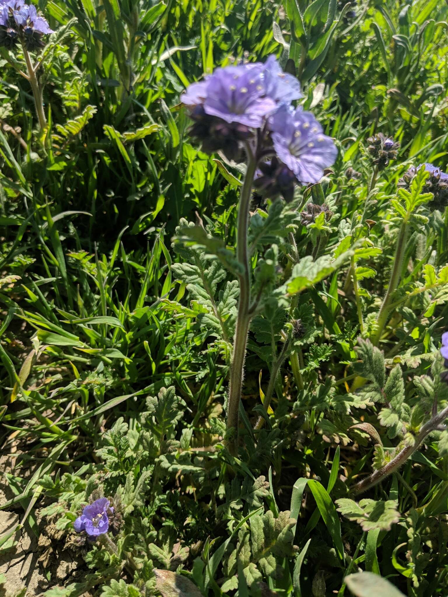 Phacelia ciliata Benth.的圖片