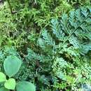 Imagem de Asplenium cristatum Lam.