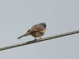 Image of Western Subalpine Warbler