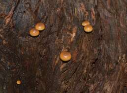 Image of Galerina marginata (Batsch) Kühner 1935