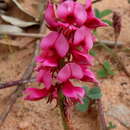 Plancia ëd Indigofera amoena Aiton