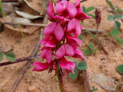 Image de Indigofera amoena Aiton