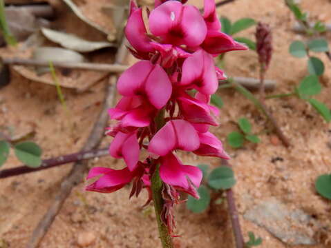 Image of Indigofera amoena Aiton