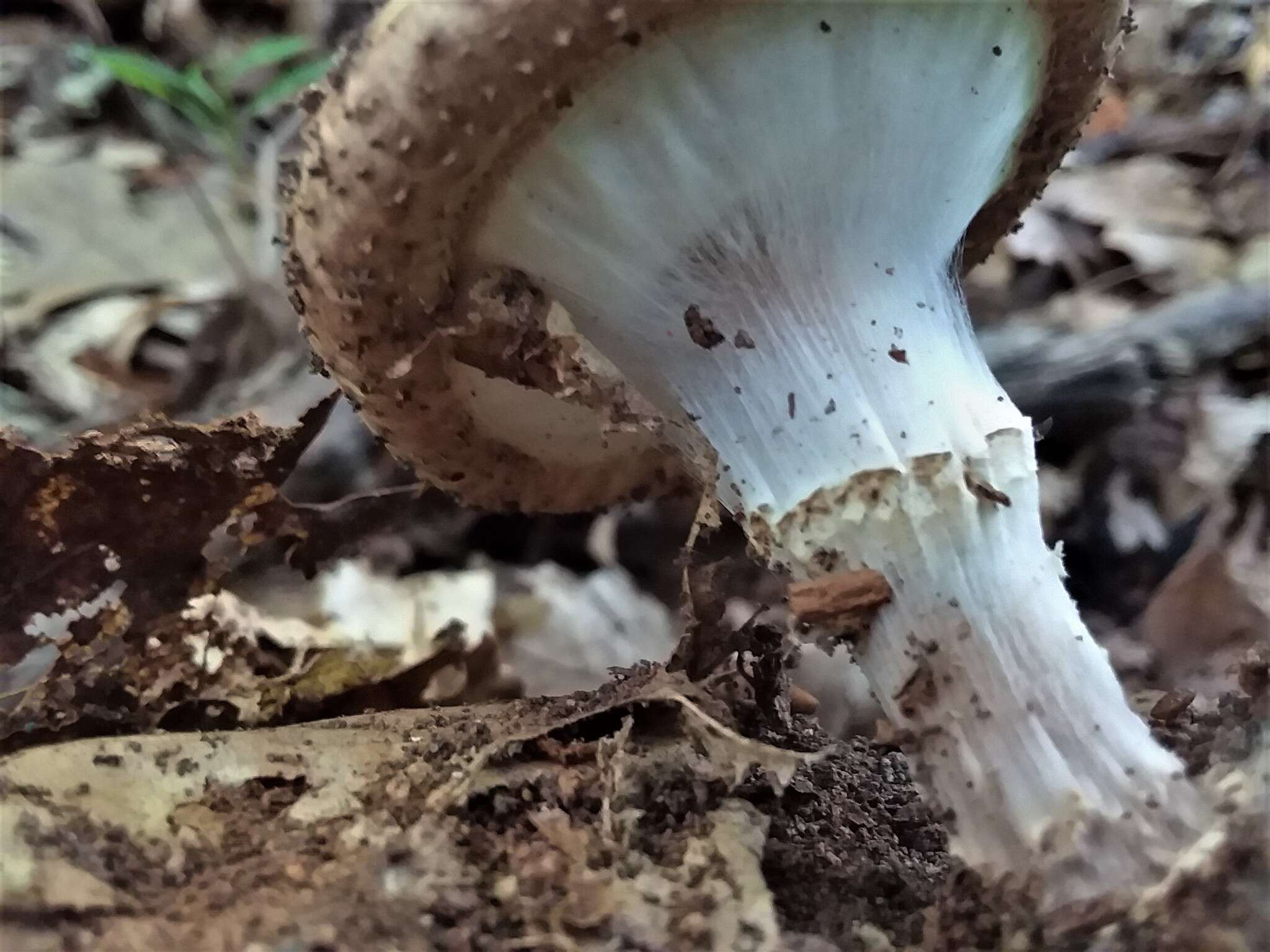 Image of Cystolepiota eriophora (Peck) Knudsen 1978