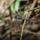 Image of Orthemis garrisoni von Ellenrieder 2012