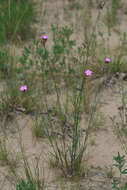 صورة Dianthus borbasii Vandas