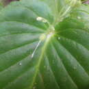 Streptocarpus capuronii Humbert resmi