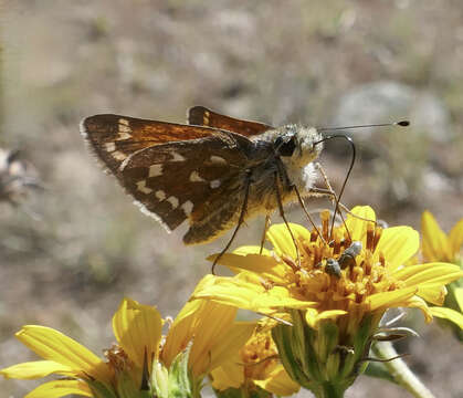 Image of <i>Hesperia woodgatei</i> (R. Williams 1914)