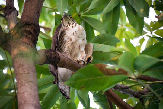 Image of Accipiter trivirgatus indicus (Hodgson 1836)