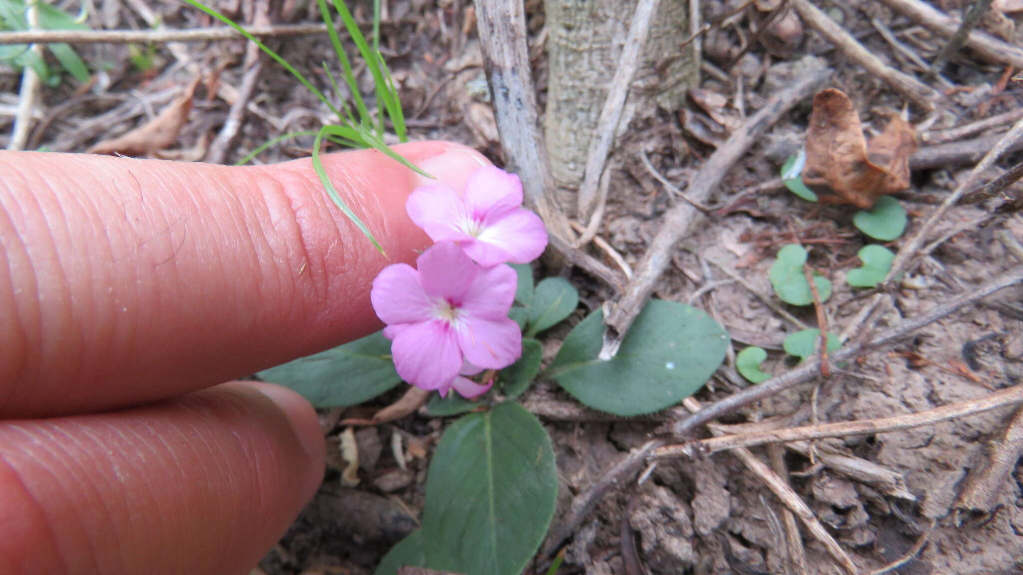 Image of Sweet Shaggytuft